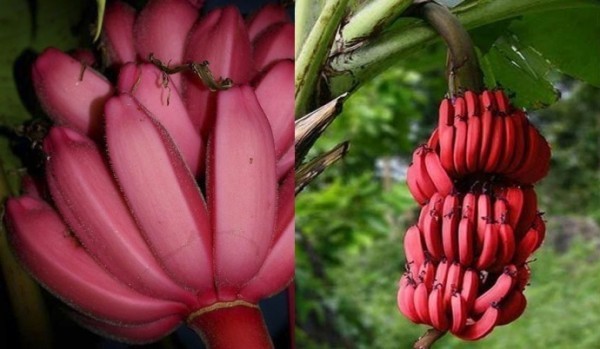 красные бананы